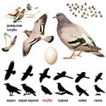 Habitatul porumbeilor. Dove este o pasăre. Modul de viață și habitat al unui porumbel