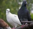 Porumbei de porumbei: sport, decorativ, poștal și altele