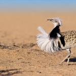 Bustard Bird: opis i vrste