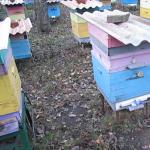 Zaštita pčela od sisa.  Jesu li ptice neprijatelji pčela?  Sjajna sisa.  Sprječavanje rojenja kolonija