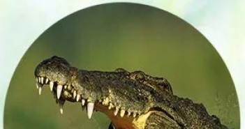 Zašto sanjate krokodila?  Zašto sanjate krokodile?